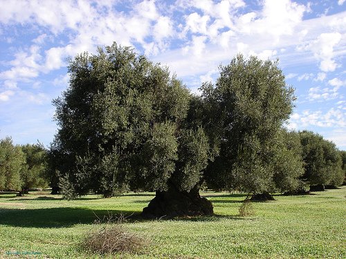 foto ulivo